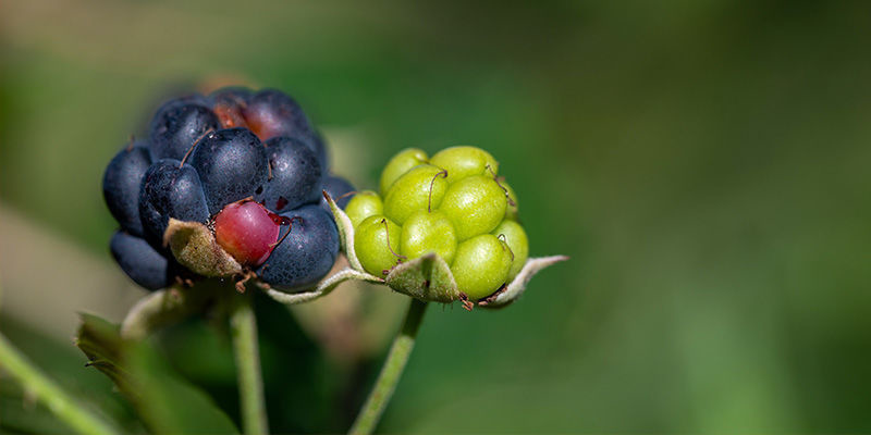 Brombeeren