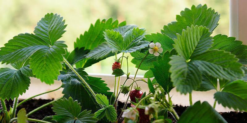 Warum sollte man Obst im Haus anbauen?