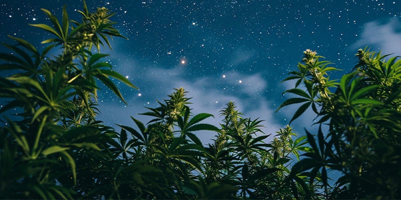Dies ist der Weg zu großartigem Cannabis