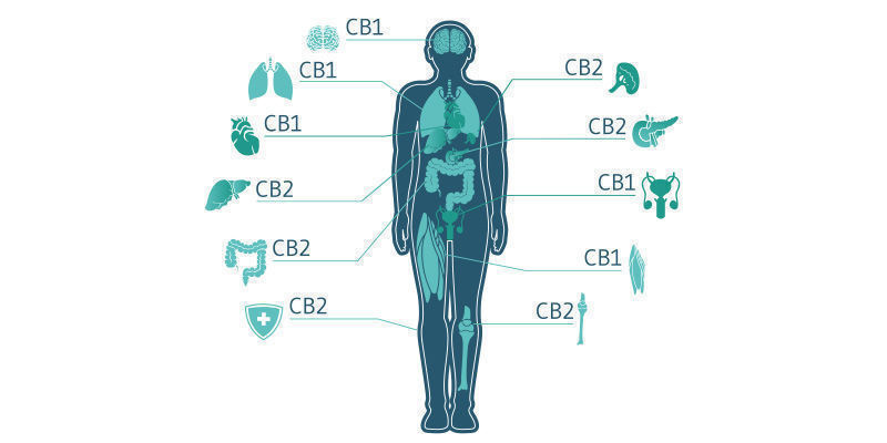 Interaktion Mit Dem Endocannabinoid-System