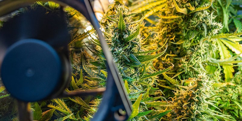 Vorbeugung Von Windbrand Bei Cannabispflanzen