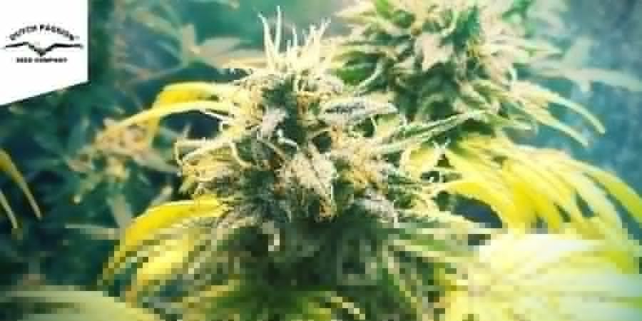 Dutch Passion - Think Different