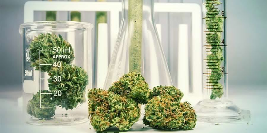 Cannabis: Ein chemisch komplexes Kraut