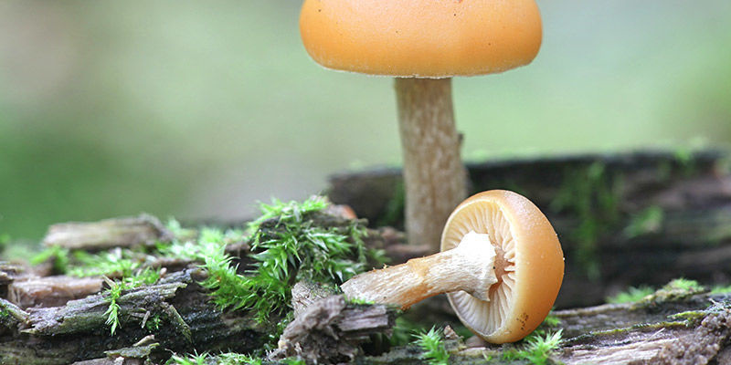 Gifthäubling