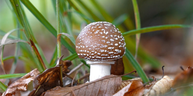 Pantherpilz