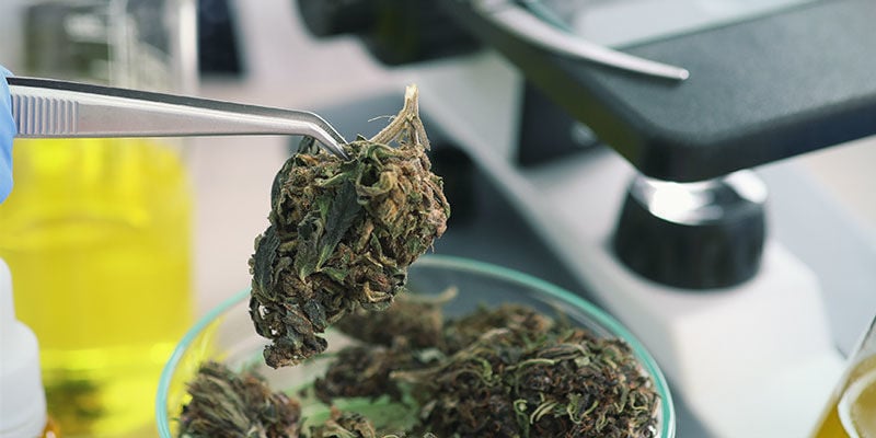Die Zukunft von Cannabis und seinen Nutzen