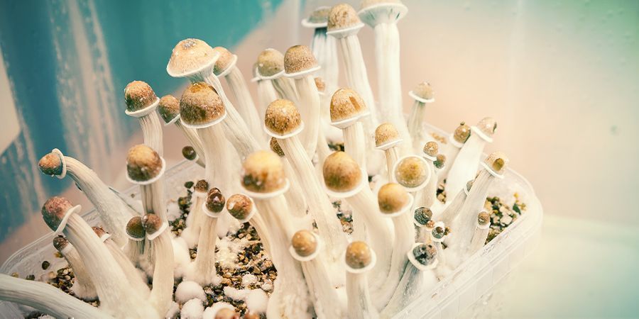 EINIGE GRUNDLAGEN ÜBER DIE ZUCHT VON MAGIC MUSHROOMS