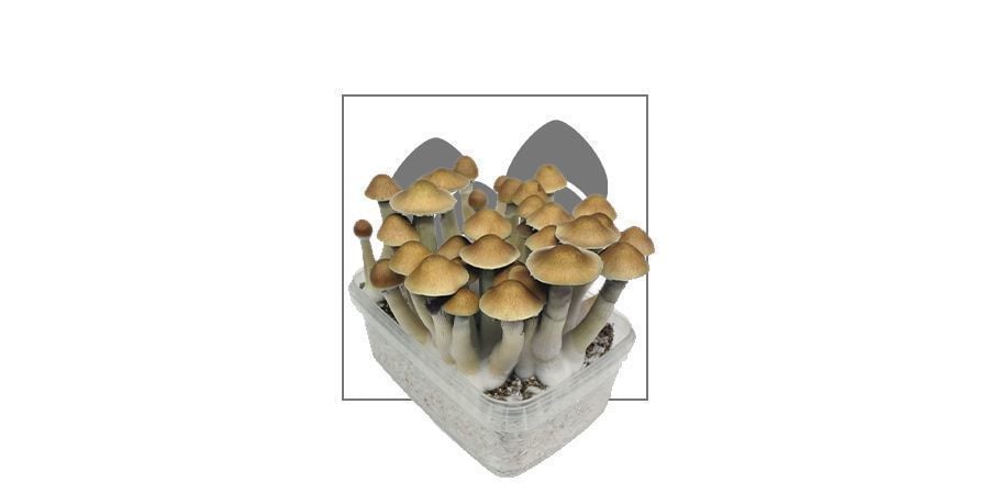 Supa Gro Magic Mushroom Zuchtsets