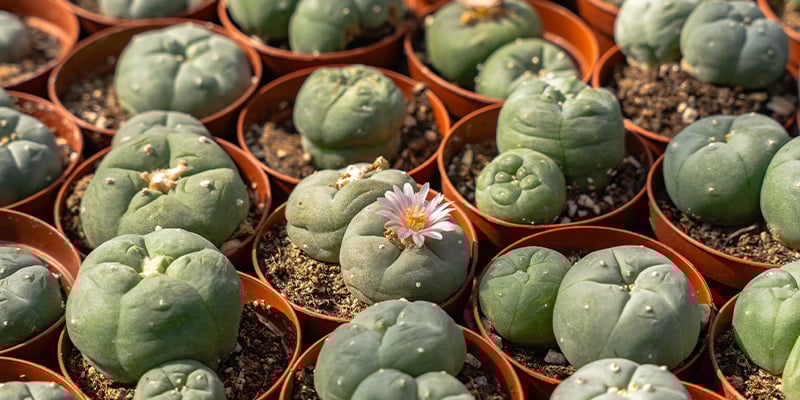 Vom Ritual zur Realität: Peyote in der modernen Welt