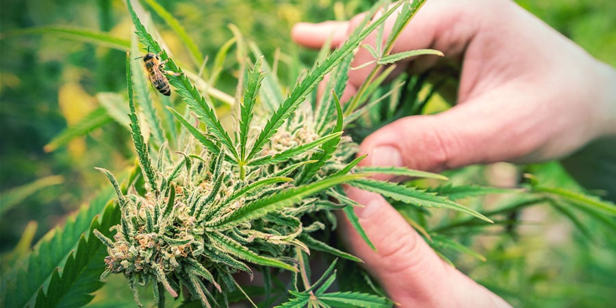  Du kannst das ganze Jahr autoflowering Sorten über ernten