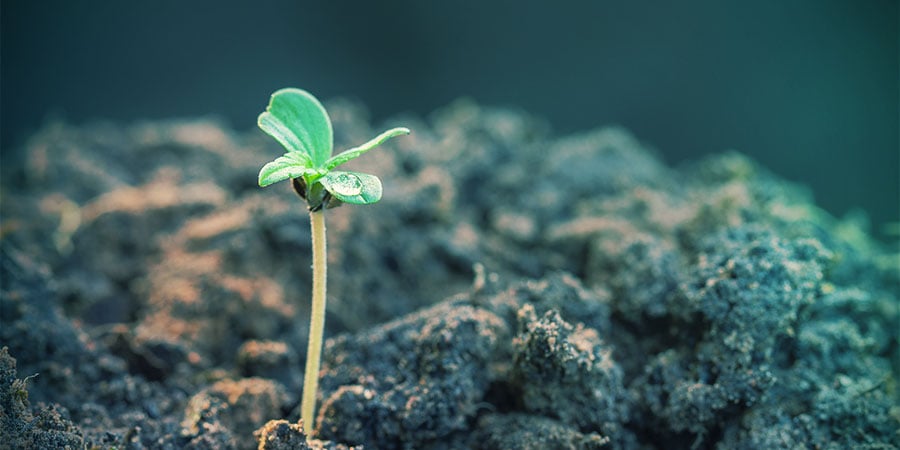 Autoflowering Sorten produzieren sehr schnell Ergebnisse