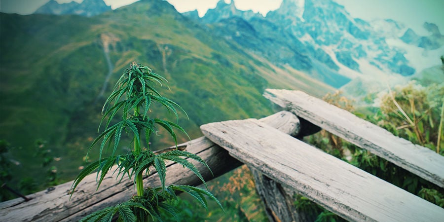 Autoflowering Sorten Machen Den Anbau Zum Kinderspiel