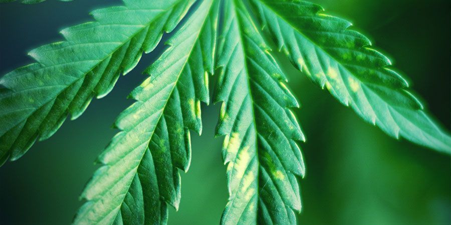 Halte Ständig Ausschau Nach Anzeichen Von Lichtstress - Cannabispflanzen