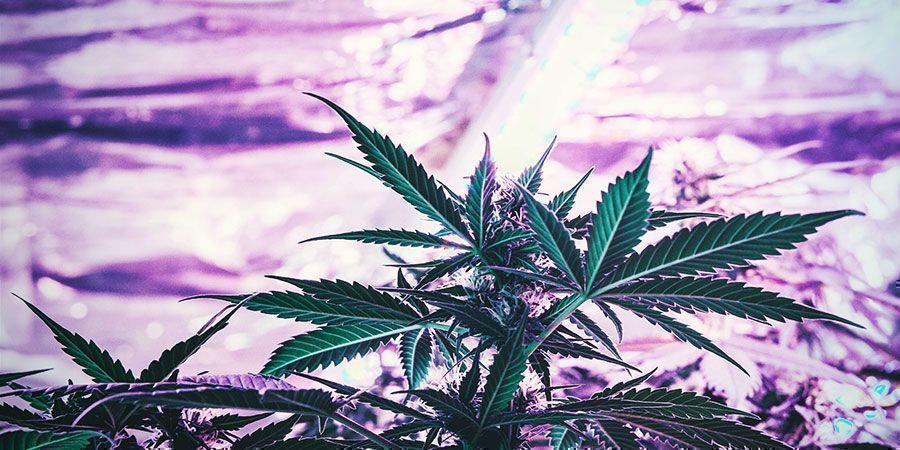 Sollte Man Die Aufhängehöhe Der Anbaulampe(n) Weiter Anpassen? - Cannabispflanzen