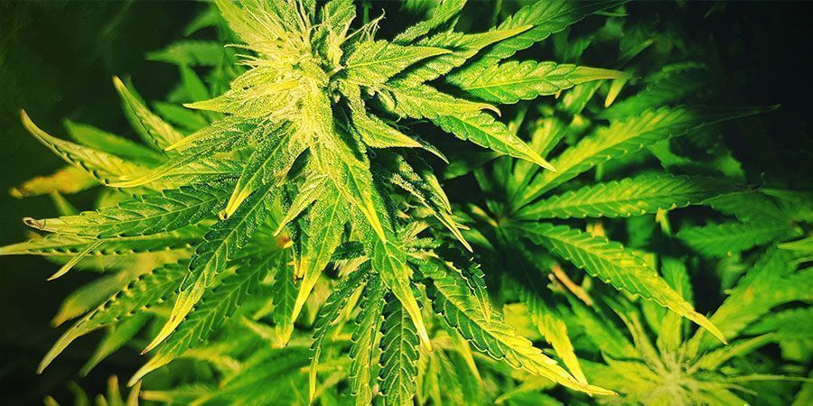 Was Sind Die Anzeichen Von Lichtstress? Cannabispflanzen