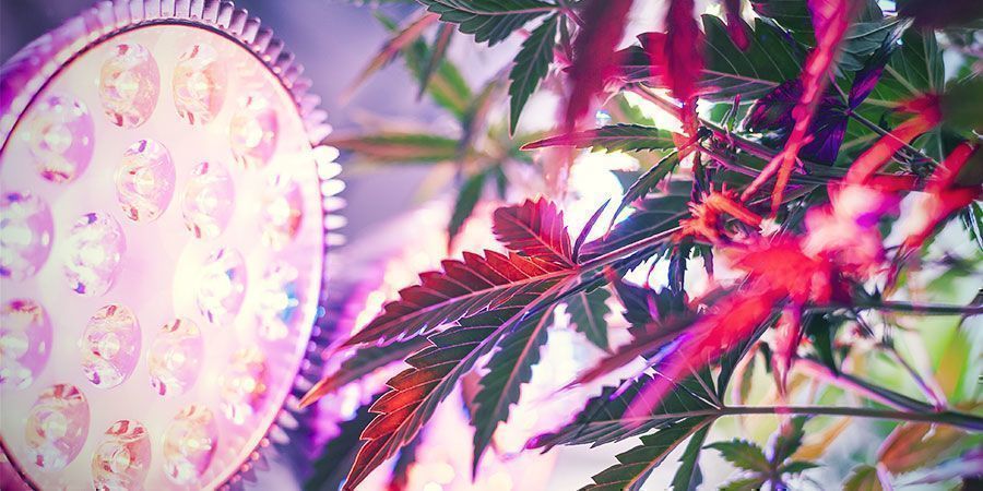 Warum Ist Der Richtige Lampenabstand Wichtig? Cannabispflanzen