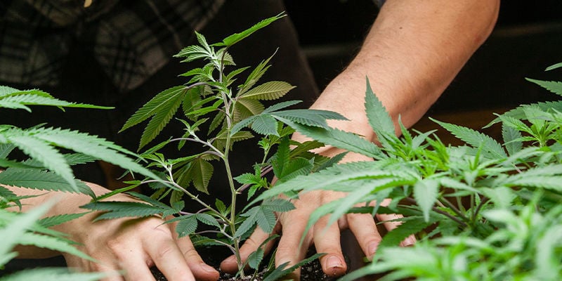 Wie viel CO₂ braucht man, um Cannabis anzubauen?