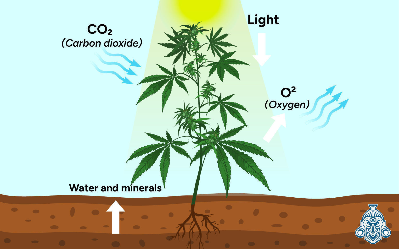 Warum ist Kohlenstoffdioxid (CO₂) wichtig für Cannabispflanzen?