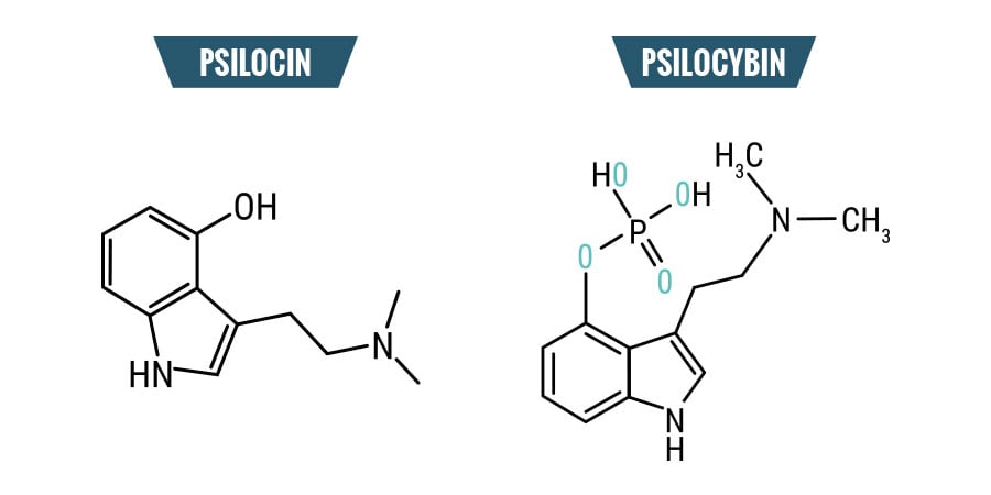 Psilocybin Im Vergleich Zu Psilocin: Die Unterschiede