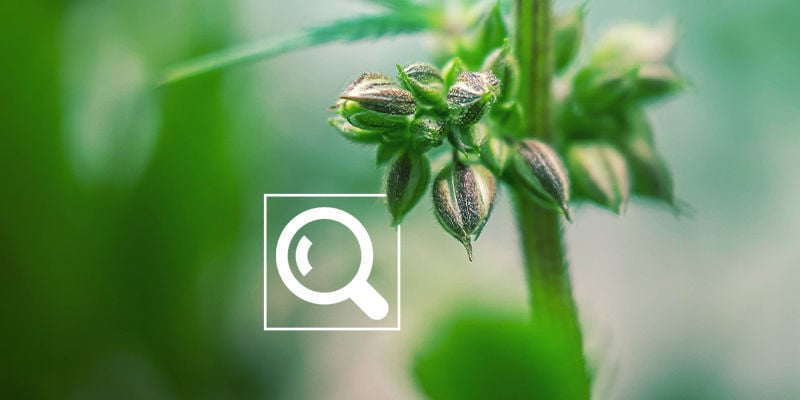 Die Bedeutung Der Frühen Geschlechtsbestimmung Deiner Cannabispflanzen
