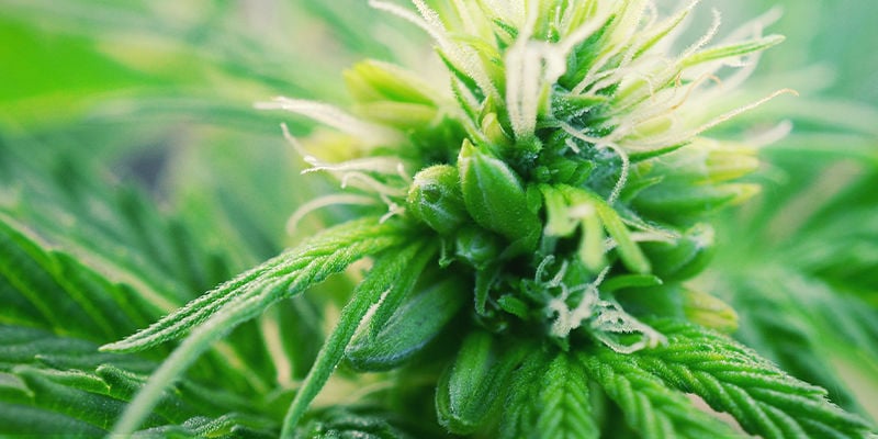 Was sind zwittrige Cannabispflanzen?