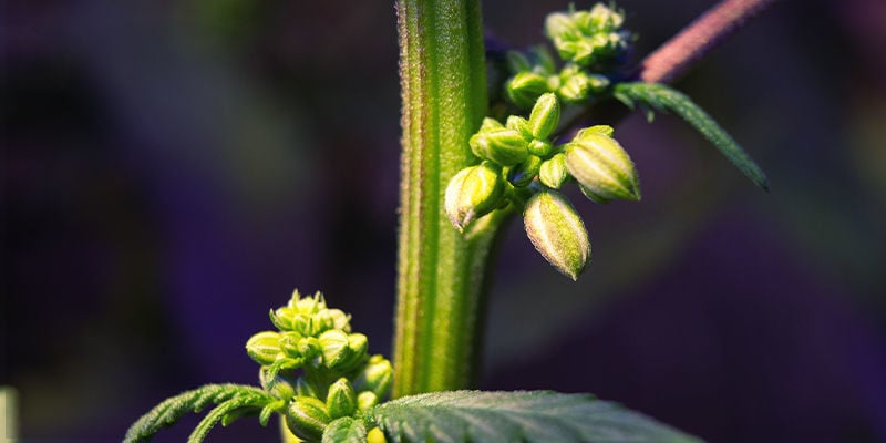 Worauf bei männlichen oder zwittrigen Cannabispflanzen zu achten ist