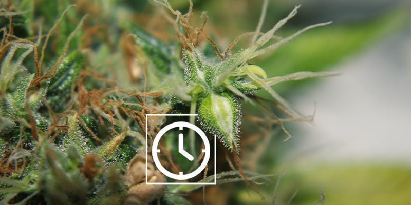 Wann man nach Anzeichen für männliche oder zwittrige Cannabispflanzen Ausschau halten sollte