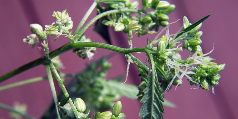 Wo man nach Anzeichen für männliche oder zwittrige Cannabispflanzen suchen sollte