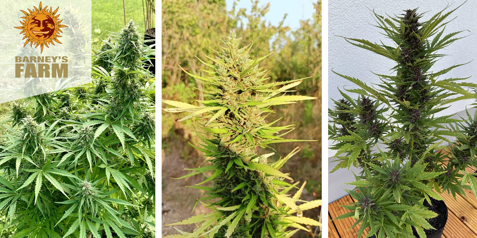 Amnesia Haze Auto – Barney's Farm Amnesia Haze Auto – Barney's Farm