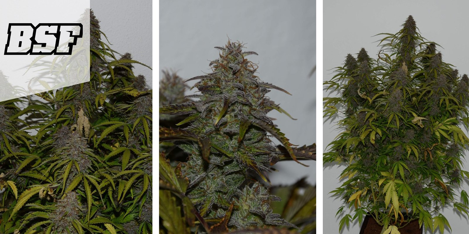 GG#4 Auto – BSF Seeds GG#4 Auto – BSF Seeds