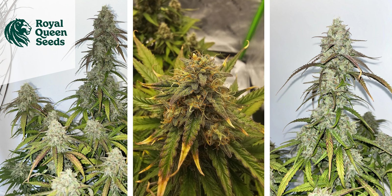 Medusa F1 Auto – Royal Queen Seeds Medusa F1 Auto – Royal Queen Seeds