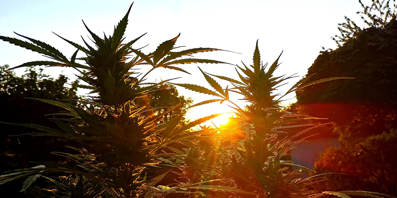 Outdoor-Growing war noch nie so einfach Outdoor-Growing war noch nie so einfach