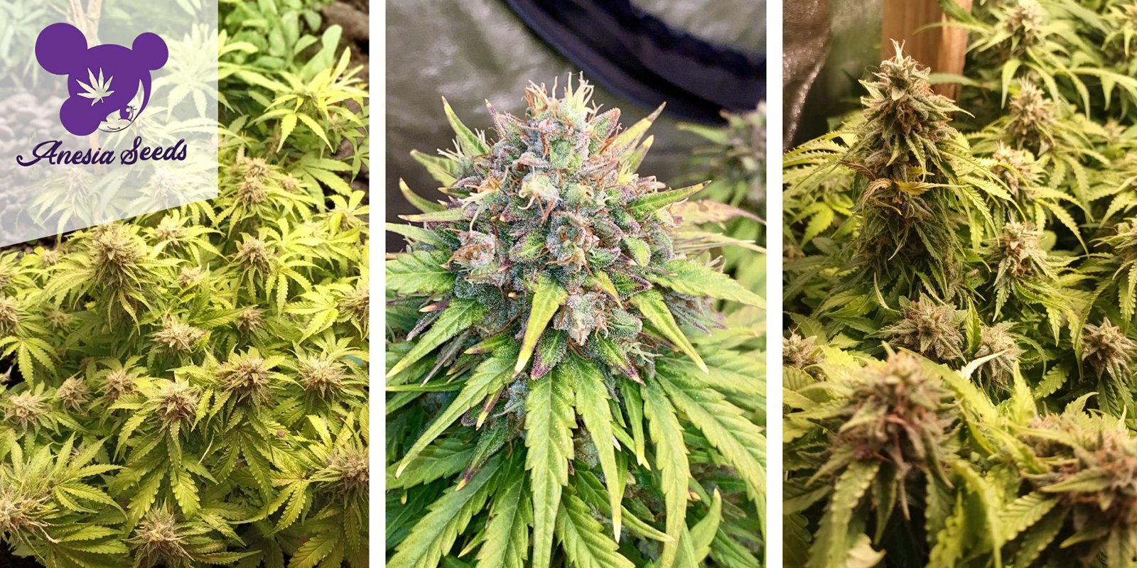 Rainbow Donut Auto – Anesia Seeds Rainbow Donut Auto – Anesia Seeds