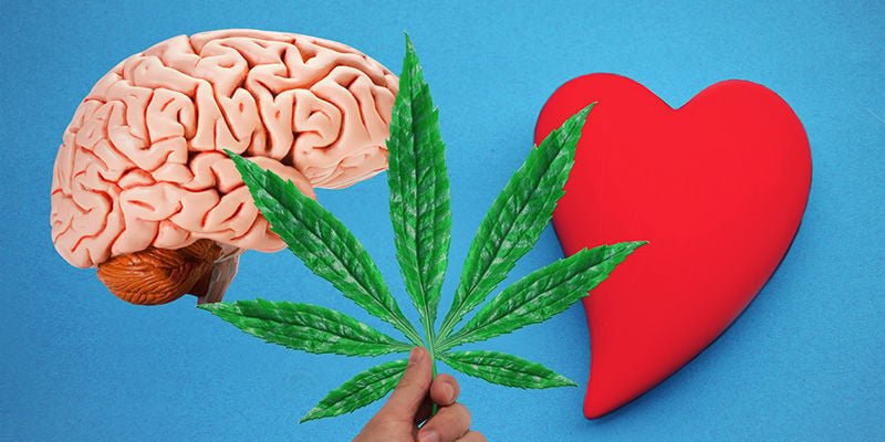 Cannabis: Vom Blut in das Gehirn