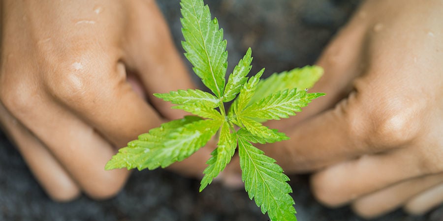 Anbau Von Cannabis In Erde