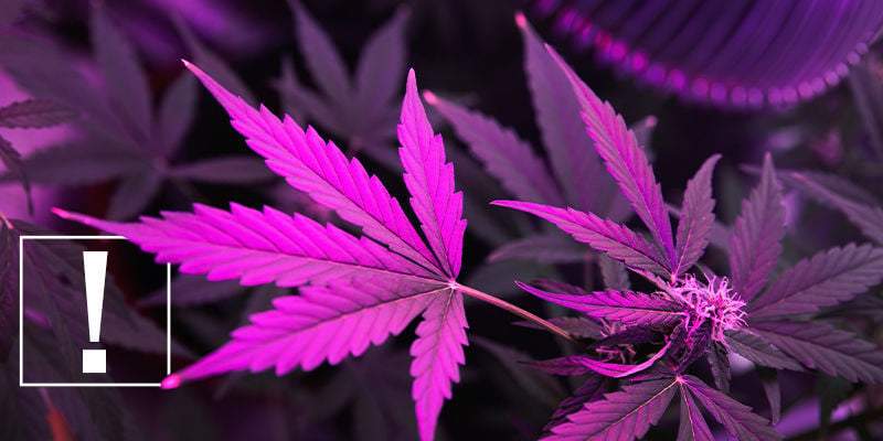 Warum Licht wichtig für den Cannabisanbau ist