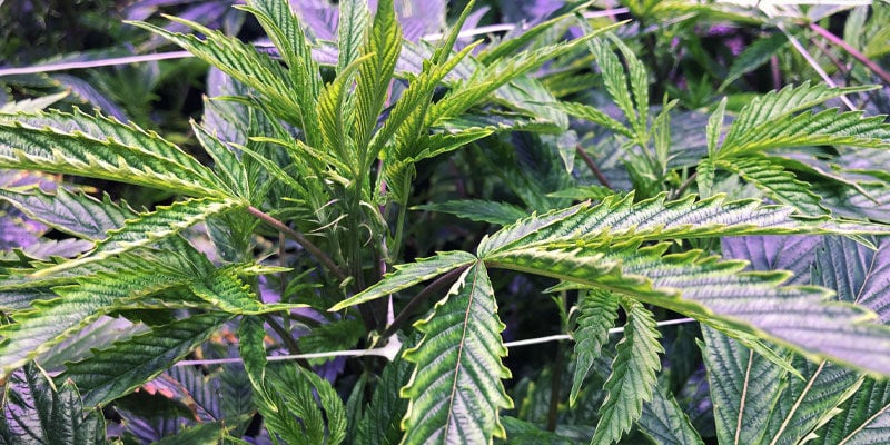 Nachteile Von UV-licht Für Cannabispflanzen