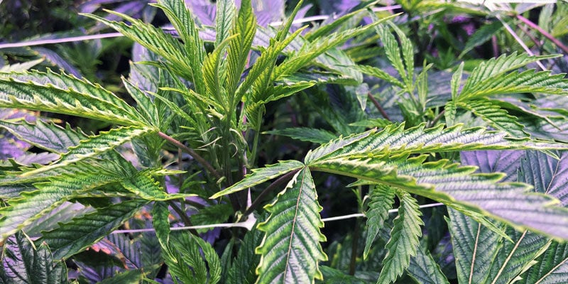 Nachteile Von UV-licht Für Cannabispflanzen