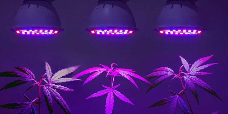 Benötigt Man Spezielle UV-lampen Für Cannabis?