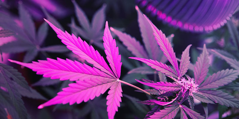 Wie UV-Licht Cannabispflanzen Beeinflusst