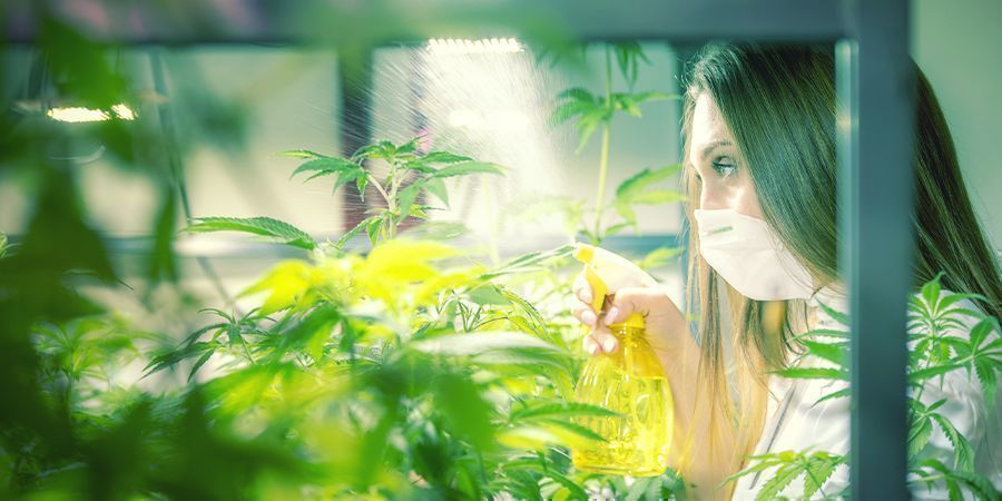 How and When to Foliar Spray Cannabis Plants