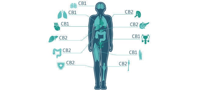 Wie Interagiert CBD Mit Dem Endocannabinoid-System?