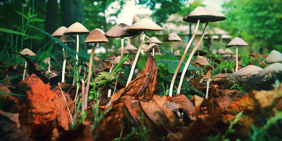 Der Hauptunterschied Zwischen Psilocybin Und Psilocin