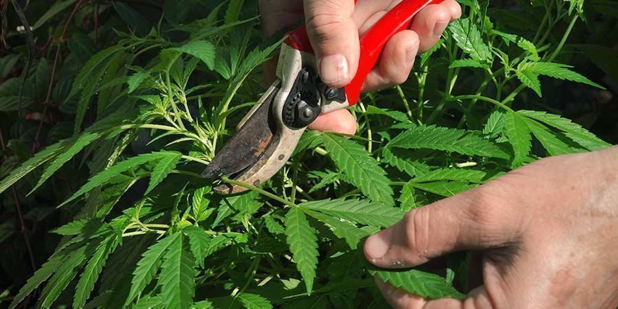 Cannabis-Entlaubung: Alles was Du wissen musst