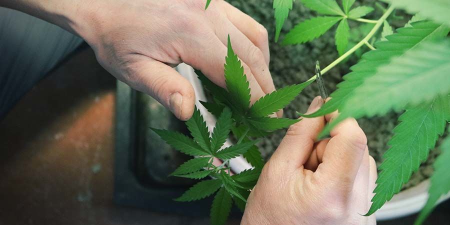 Entasten Cannabis Pflanzen