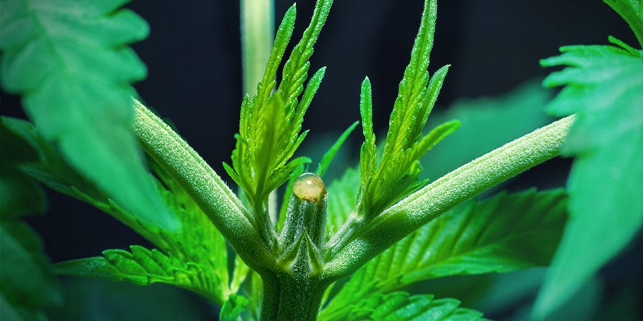 Wie Du Deine Cannabispflanzen Toppst