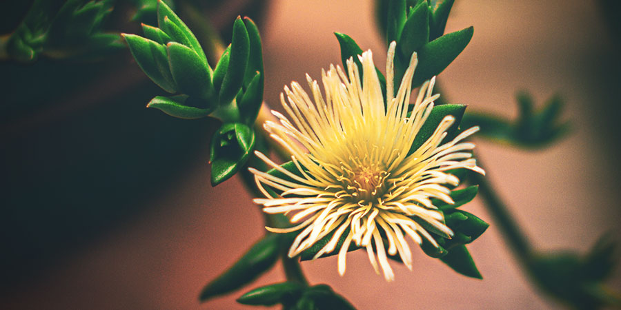 Kanna - Sceletium tortuosum