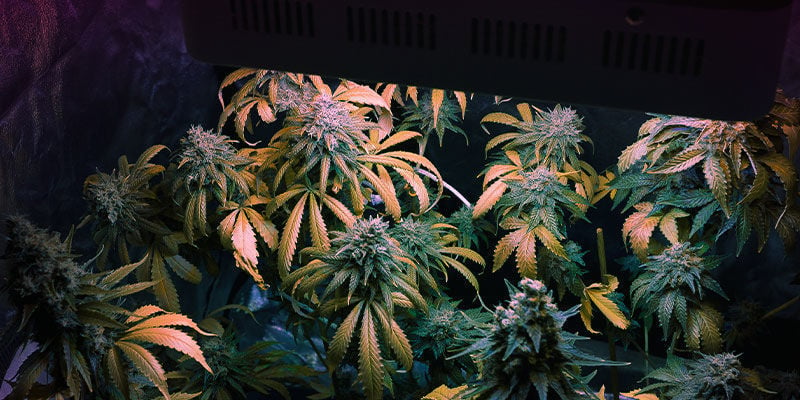 Steigere Mit Dem Idealen Lichtspektrum Die Qualität Von Cannabisernten