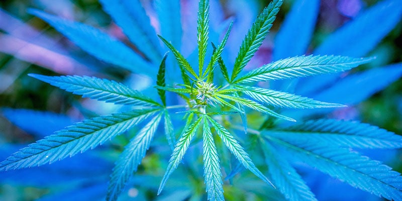Lichtspektrum Für Im Wachstum Befindliche Cannabispflanzen