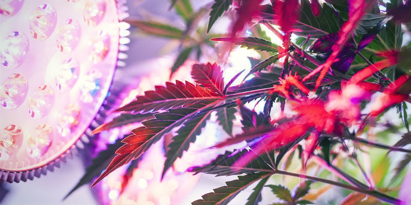 Welches Lichtspektrum Brauchen Cannabispflanzen?